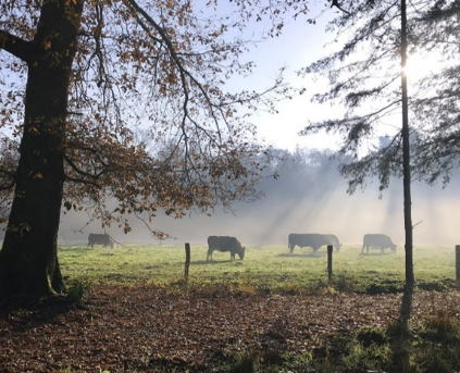 Brandrode runderen in de ochtendnevel