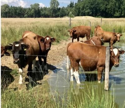 Badderende brandrode runderen