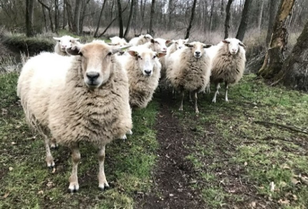 Kempische heideschapen op het landgoed